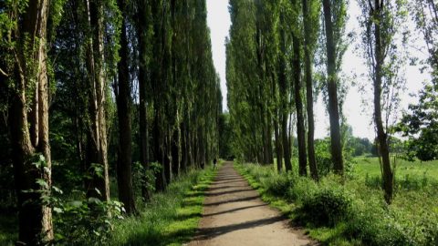 Die-TOP-10-Saulenbaume_-Ein-Wunderschoner-Akzent-Fur-Jede-Gartengrose