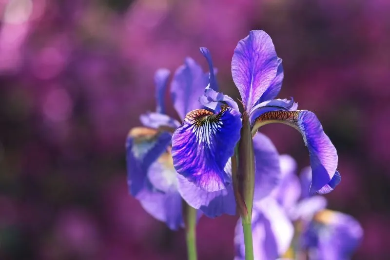 Die-wichtigsten-Merkmale-von-Schwertlilie-Iris