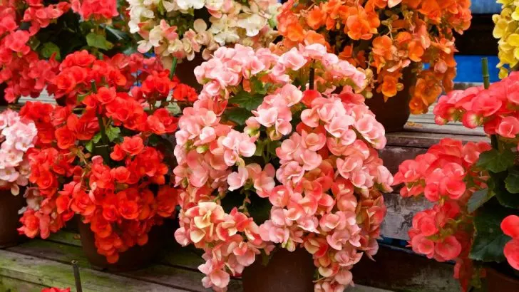 Dies Sind Die Schönsten Begonien Sorten Für Die Wohnung Und Garten!