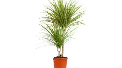 Drachenbaum-Dracaena_-Alles-Uber-Den-Zimmerpflanzen-Klassiker