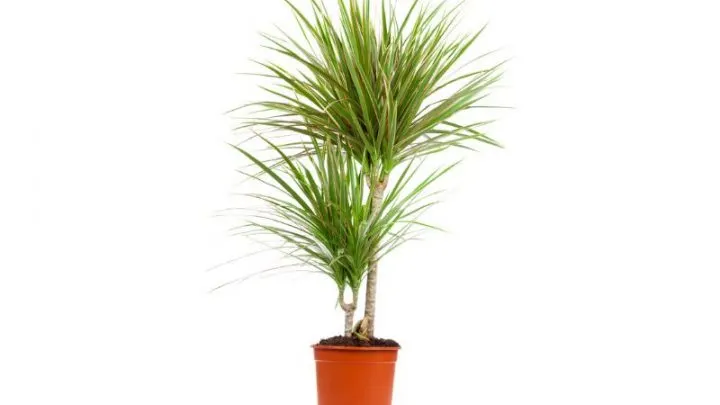 Drachenbaum (Dracaena): Alles Über Den Zimmerpflanzen-Klassiker