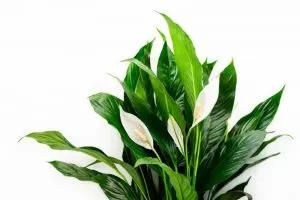 Einblatt-Pflanze-Spathiphyllum_-Pflegetipps