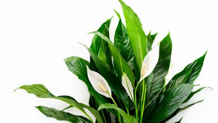Einblatt Pflanze (Spathiphyllum): Pflegetipps