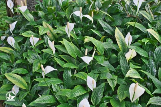 Einblatt Gelbe Blätter Ursachen, Vermeidung Und Rettung Des Einbaltts