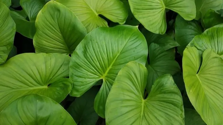 Elefantenohr (Alocasia): Große Zimmerpflanzen Für Ihr Zuhause!