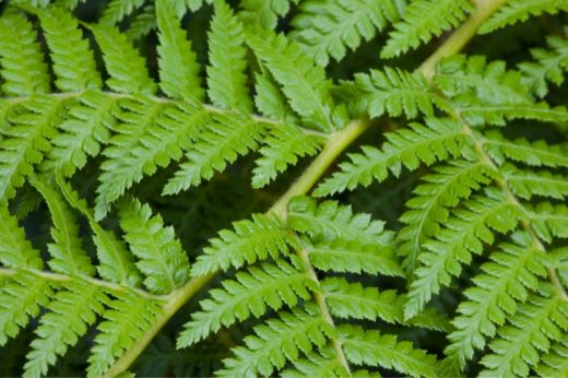 Allergieauslösende Pflanzen Liste Zimmerpflanzen Und Gartenpflanzen