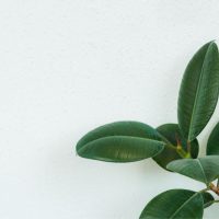 Ficus-Arten_-Alles-Uber-Die-Beliebten-Immergrunen-Zimmerpflanzen