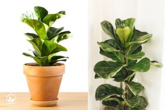 Ficus Arten Alles Über Die Beliebten Immergrünen Zimmerpflanzen!
