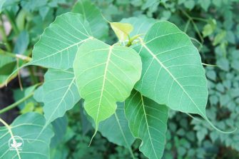 Ficus Arten Alles Über Die Beliebten Immergrünen Zimmerpflanzen!