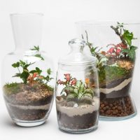 Flaschengarten-Pflanzen