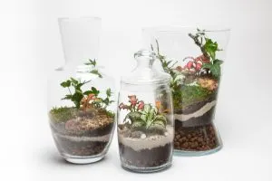Flaschengarten-Pflanzen