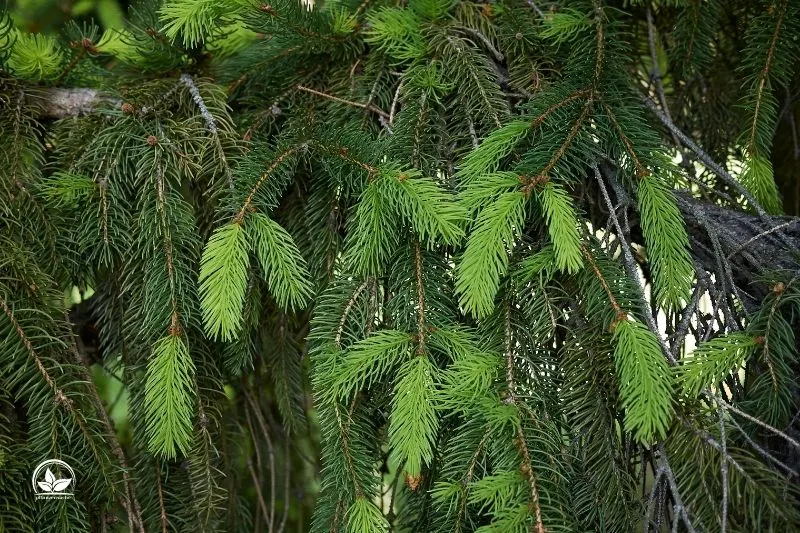 Gemeine-Fichte-Picea-Abies