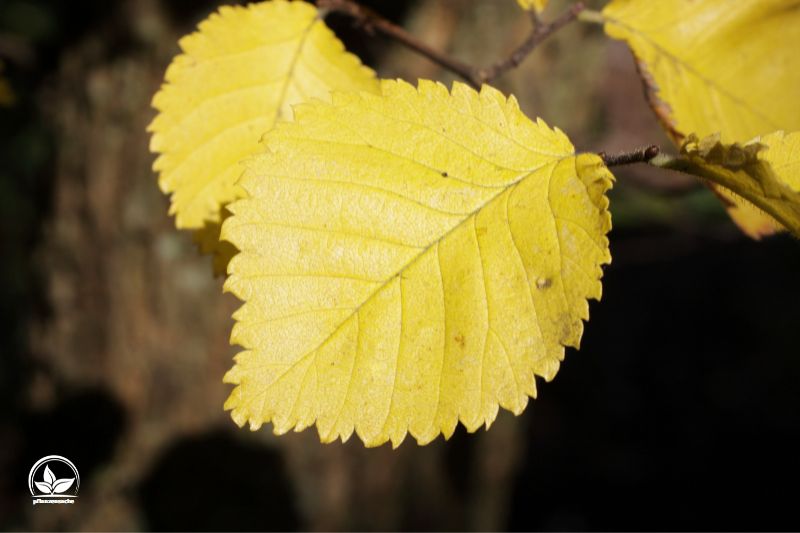 Goldulme-Ulmus-Carpinifolia