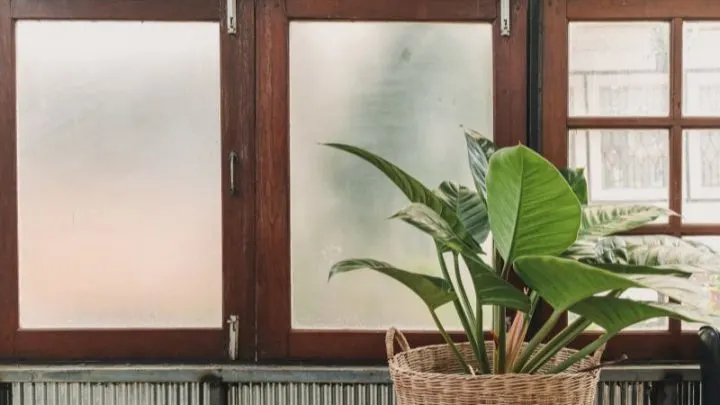 Zimmerpflanzen Große Blätter In XXL Als Schönste Deko Für Zu Hause!