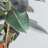 Gummibaum-Ficus-Elastica_-Der-Zimmerpflanzen-Klassiker-Ist-Zuruck