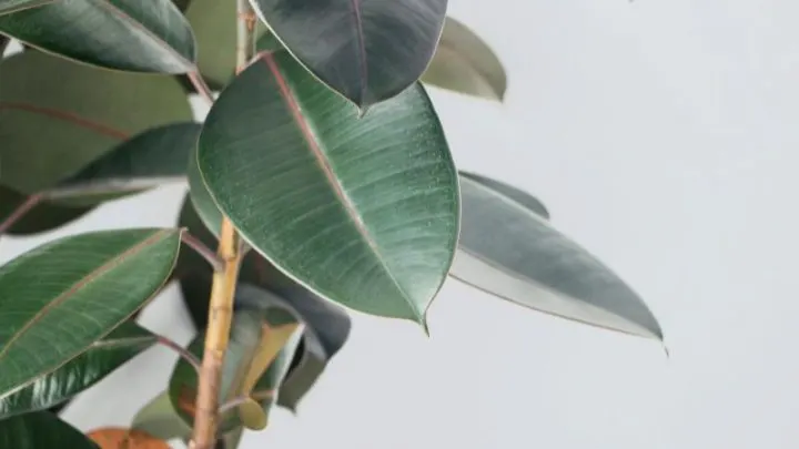 Gummibaum (Ficus Elastica): Der Zimmerpflanzen-Klassiker Ist Zurück!