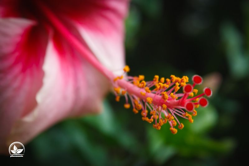 Hibiscus-Rosa-Sinensis_-Die-schonsten-Sorten