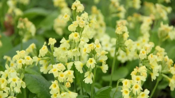 Hohe Schlüsselblume: Der Erste Frühlingsbote Und Wichtige Heilpflanze!