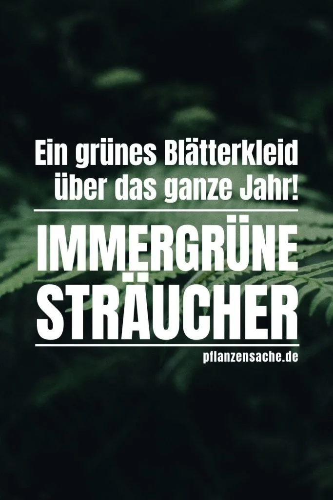 Immergrune-Straucher-1