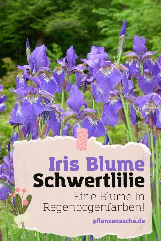 Iris Blume pin