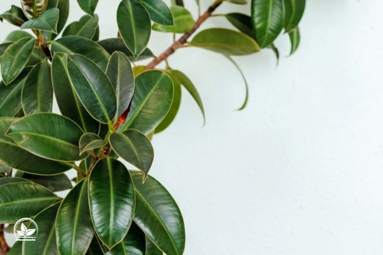 Ficus Arten Alles Über Die Beliebten Immergrünen Zimmerpflanzen!