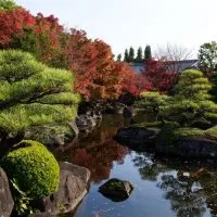 Japanische-Pflanzen_-Mit-Diesen-Wird-Ihr-Japanischer-Garten-Ein-Traum