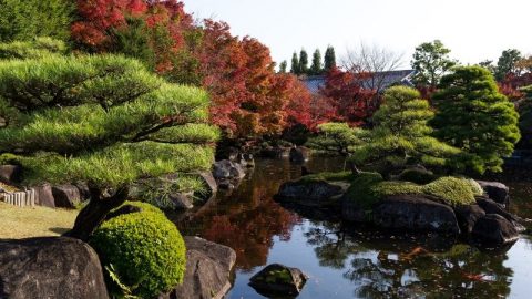 Japanische-Pflanzen_-Mit-Diesen-Wird-Ihr-Japanischer-Garten-Ein-Traum