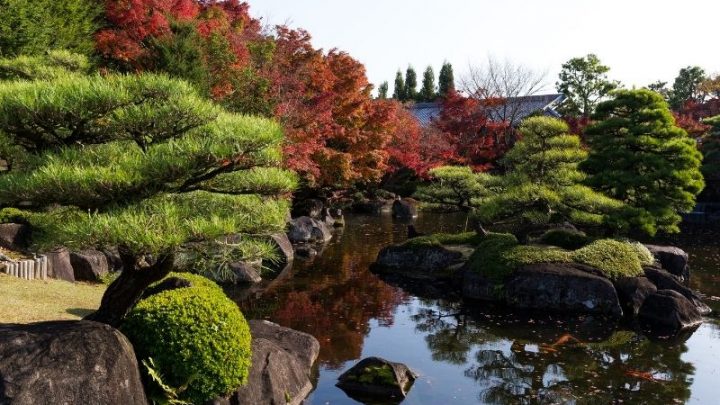 Japanische Pflanzen: Mit Diesen Wird Ihr Japanischer Garten Ein Traum!