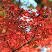 Japanischer-Facherahorn-Acer-japonicum