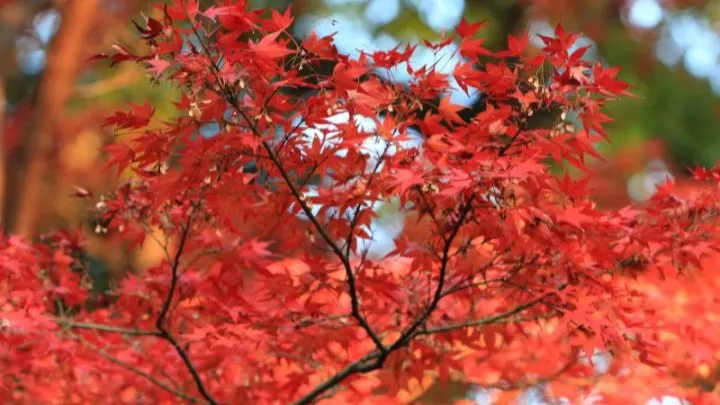 Japanischer Fächerahorn: Ein Zauberhafter Hingucker Für Jeden Garten!