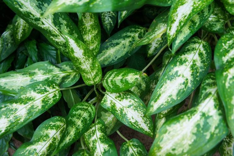 46+ Kolbenfaden Gelbe Blätter, Aglaonema kriegt gelbe blätter wenn