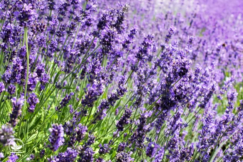 Lavendel-Lavandula-angustifolia