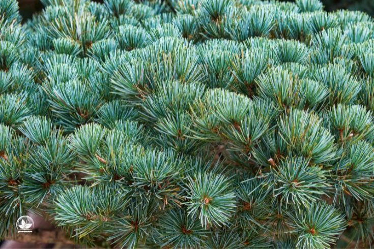 15+ Kiefernarten Für Ihren Garten Beeindruckend Und Pflegeleicht