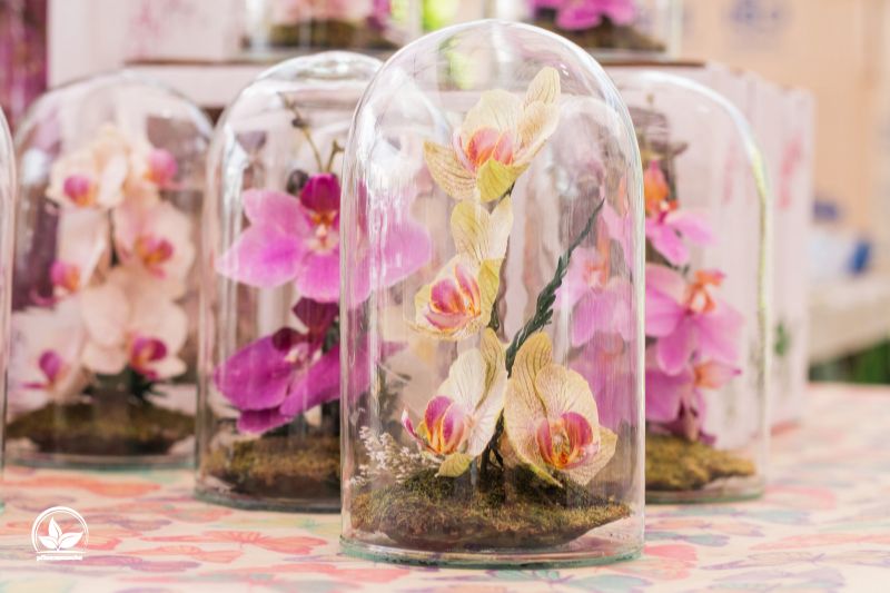 Mini-Orchideen_-Die-schonsten-Blumen-fur-ihren-Flaschengarten