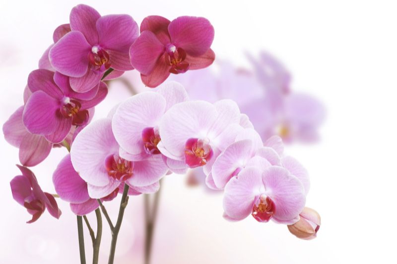 Orchidee-Bedeutung-nach-Art-der-Pflanze-orchidee-blumen-rosa-und-pink
