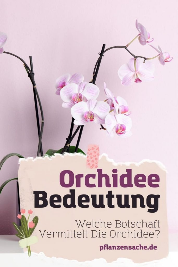 Orchidee Bedeutung pin