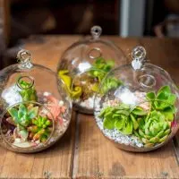 Pflanzen-Fur-Terrarium_-Die-Schonsten-Grunen-Bewohner-Furs-Terrarium