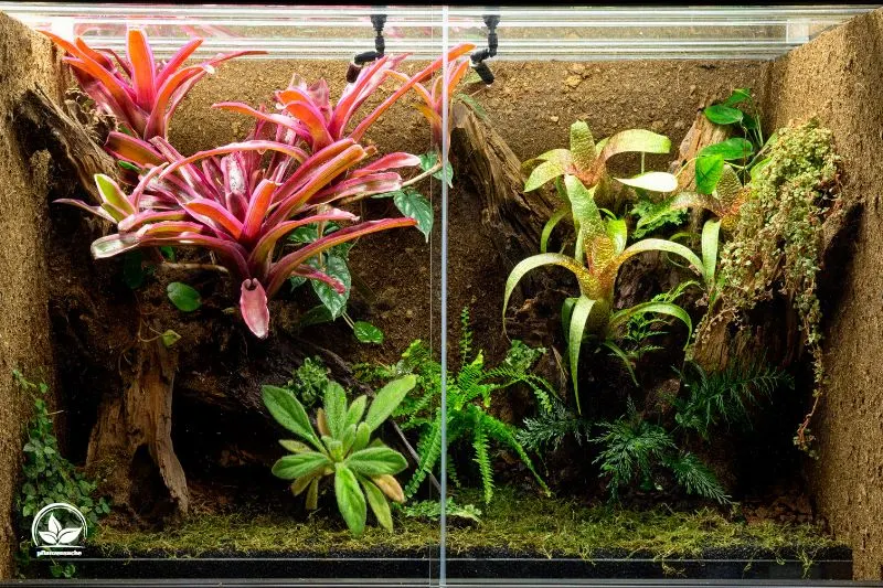 Pflanzen-fur-Tropischen-Terrarium