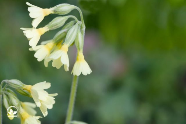 Hohe Schlüsselblume Der Erste Frühlingsbote Und Wichtige Heilpflanze