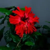 Roseneibisch-Hibiscus-rosa-sinensis