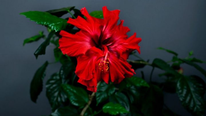 Roseneibisch Pflege: Alles Über Die Hibiskus Pflanze