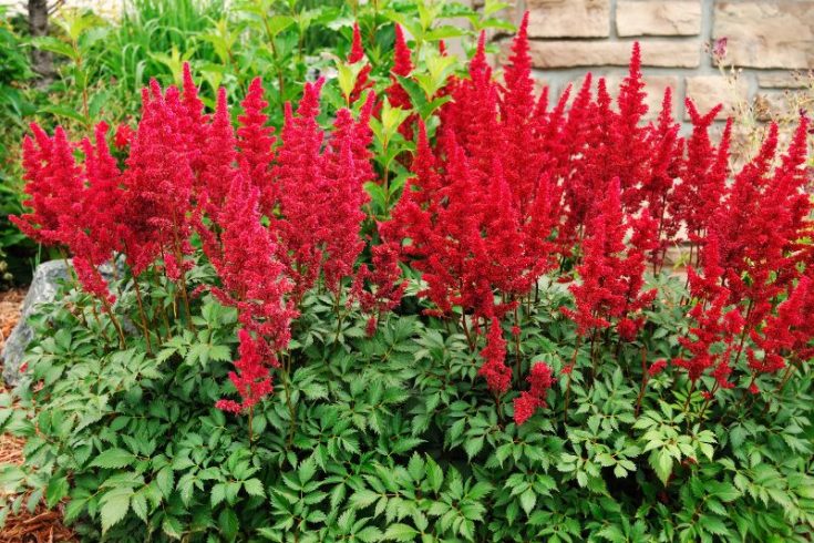 Astilbe Standort Schattig