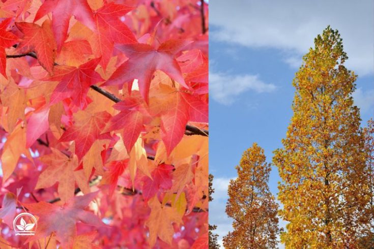 Die TOP 10 Säulenbäume Ein Wunderschöner Akzent Für Jede Gartengröße!