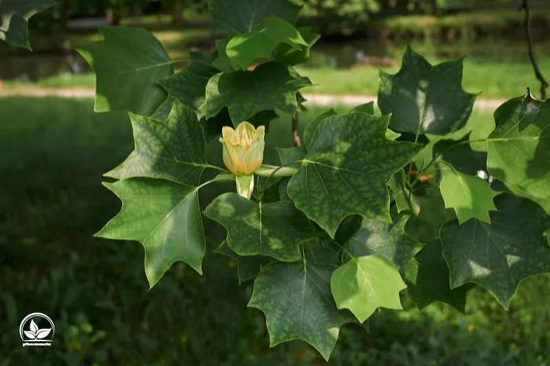 Saulen-Tulpenbaum-Liriodendron-Tulipifera-Fastigiatum