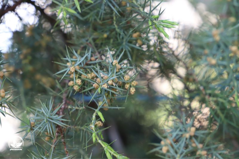 Saulen-Wacholder-Juniperus-Communis