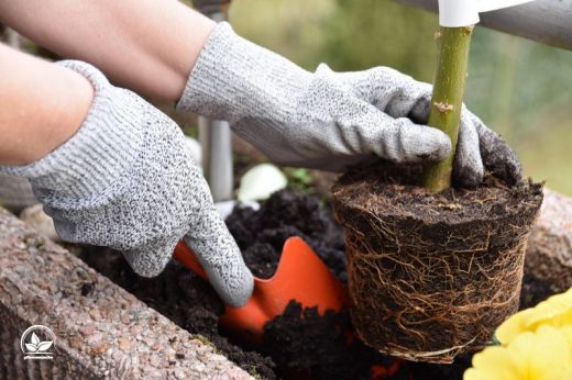 48+ Schimmel Auf Blumenerde Entfernen Ohne Umtopfen, Wenn ihre