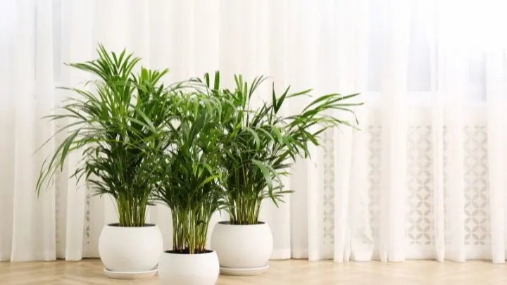 Zimmerpalme Pflege Und Die Schönsten Sorten: So Macht Man Es Richtig!