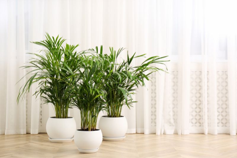 Schone-Indoor-Palmenpflanzen-auf-dem-Boden-im-Zimmer-Haus-Dekoration
