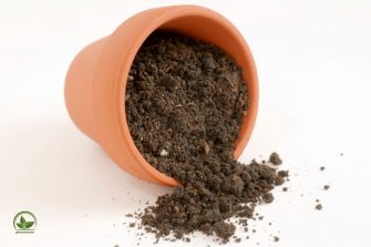 Schimmel Auf Blumenerde Vorbeugen Und Entfernen Mit Unseren Tipps