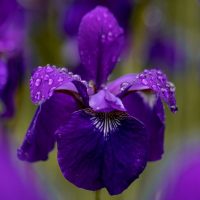 Schwertlilie_-Eine-Blume-In-Regenbogenfarben
